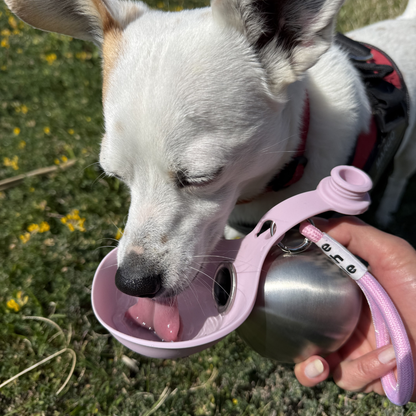 LumaCraft™ | Portable 2-in-1 Dog Water Bottle